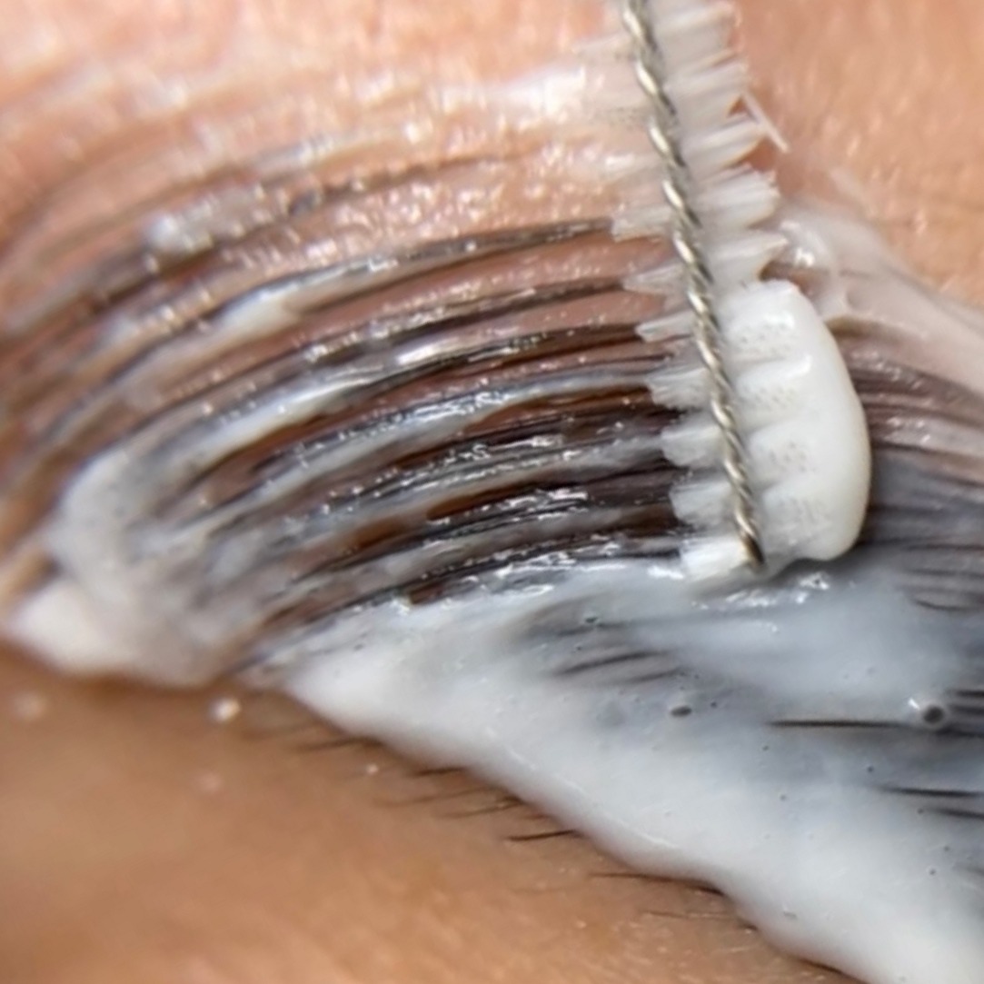 Browlamination in uitvoering: de haartjes worden met een borsteltje in model gelegd